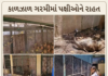 જામનગર: કાળઝાળ ગરમીમાં પક્ષીઘરમાં આધુનિક ‘ફોગર સિસ્ટમ’